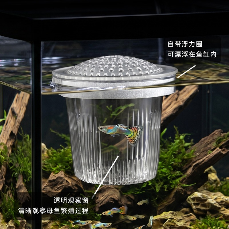 Fish Fry Small Guppy Breeding  - Aquarium Fish Delivery review and price