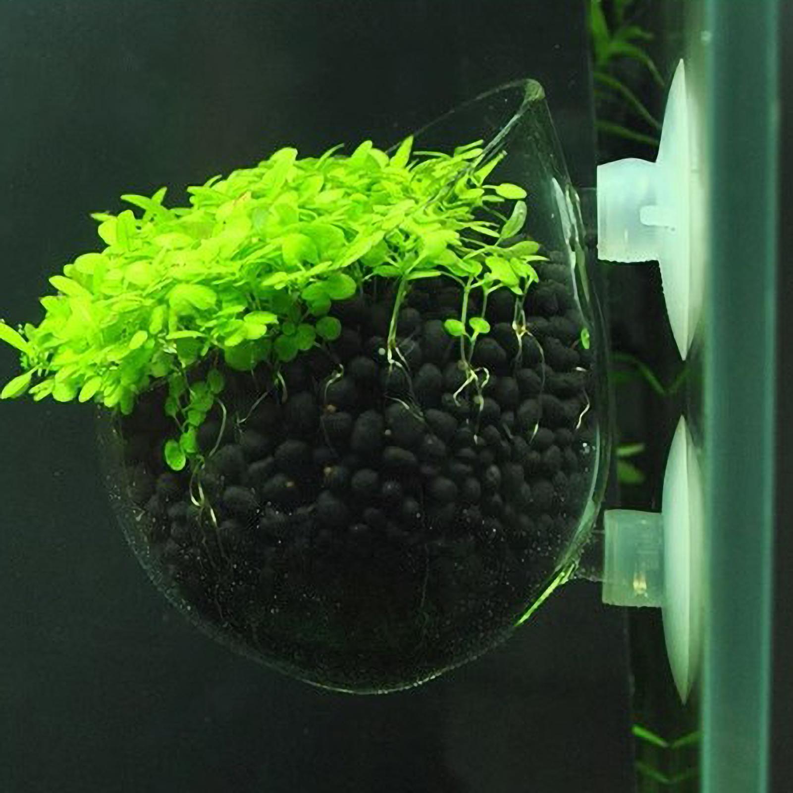 Aquarium Plant Holder Glass Aq - Aquarium Fish Enrichment review and price