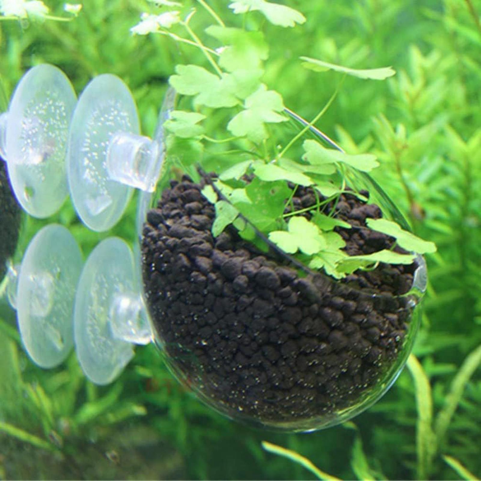 Aquarium Plant Holder Glass Aq - Aquarium Fish Enrichment review and price