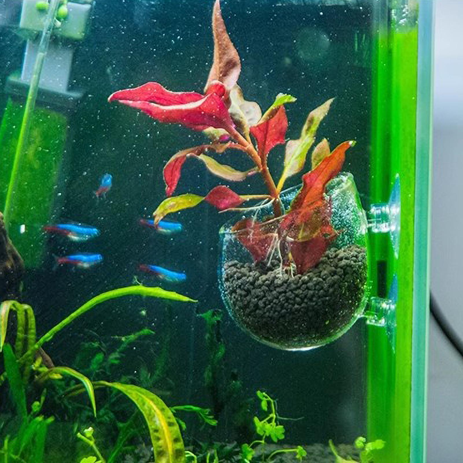 Aquarium Plant Holder Glass Aq - Aquarium Fish Enrichment review and price