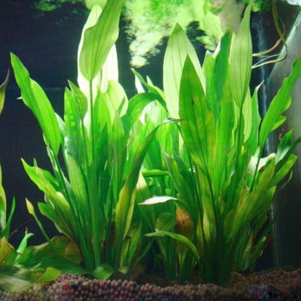 15cm Artificial Aquarium Decor - Aquarium Fish Enrichment review and price