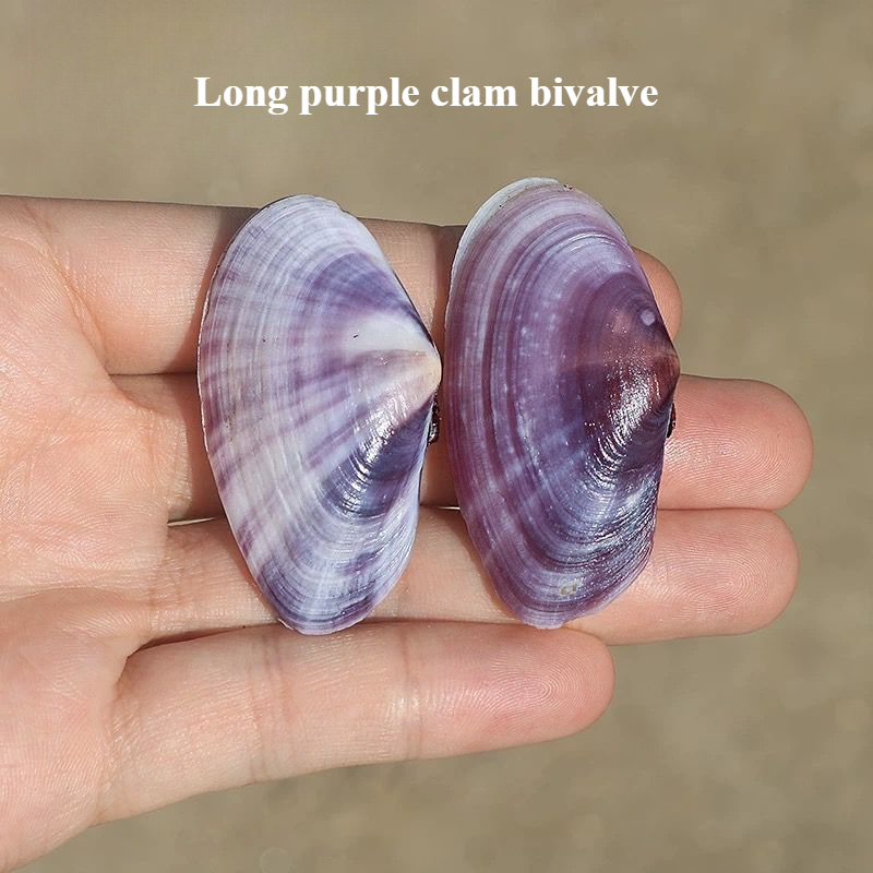 Long Purple Clam Natural Conch - Aquarium Fish Long review and price